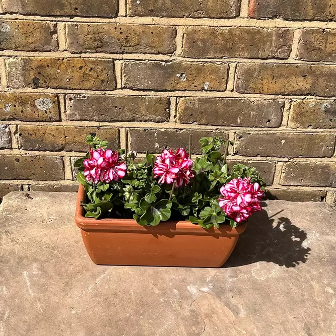 Geranium Ivy Trailing Double Flower Rouletta (Pot Size 10.5cm) - image 5