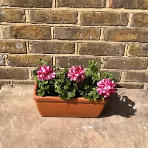 Geranium Ivy Trailing Double Flower Rouletta (Pot Size 10.5cm) - image 4