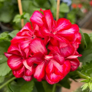 Geranium Ivy Trailing Double Flower Rouletta (Pot Size 10.5cm) - image 1