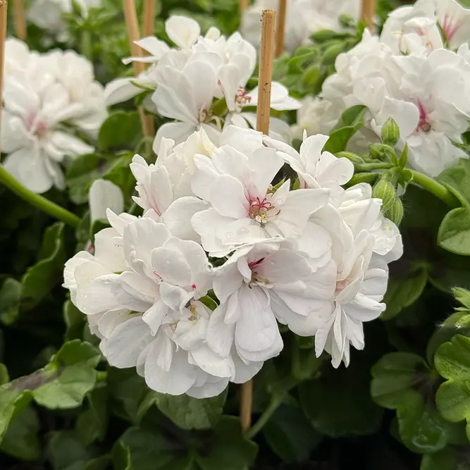 Geranium Ivy Trailing Double Flower White (Pot Size 10.5cm)