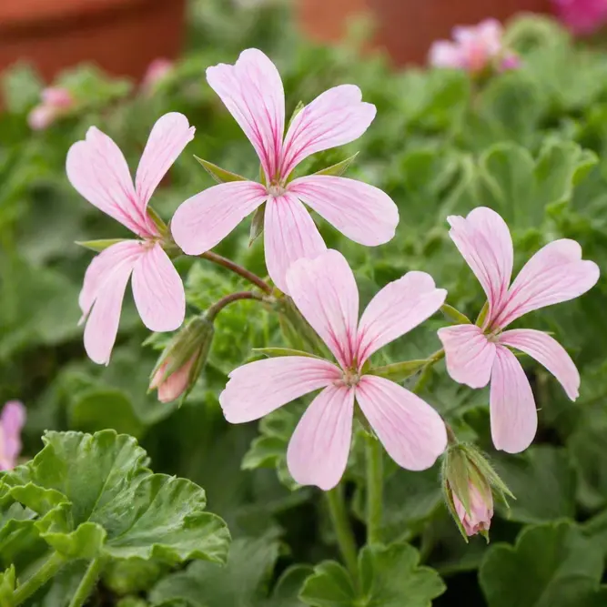 Geranium Ivy Trailing Flower Light Pink (Pot Size 10.5cm)