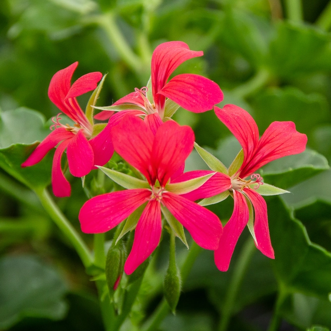 Geranium Ivy Trailing Single Flower Dark Pink (Pot Size 10.5cm)