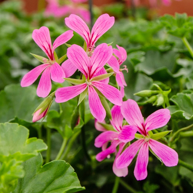 Geranium Ivy Trailing Single Flower Pink (Pot Size 10.5cm)