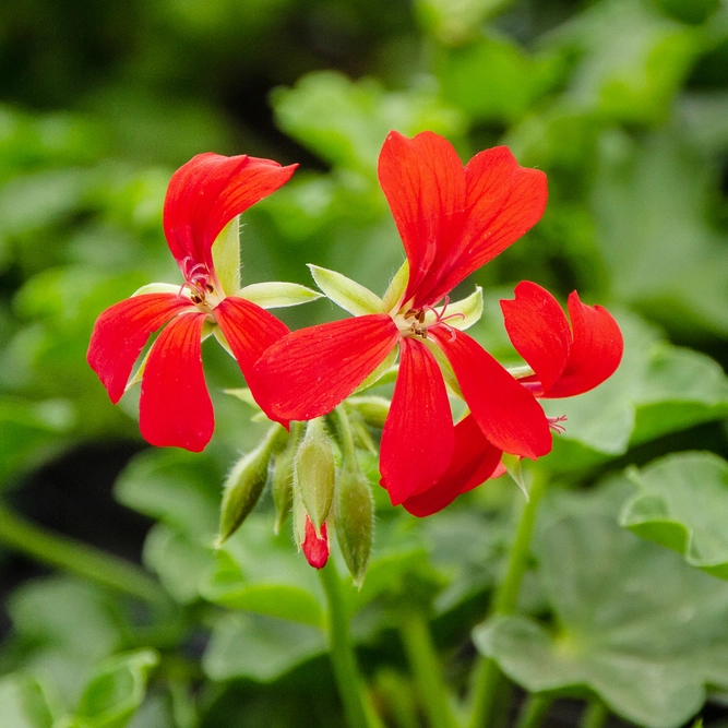 Geranium Ivy Trailing Single Flower Red (Pot Size 10.5cm)