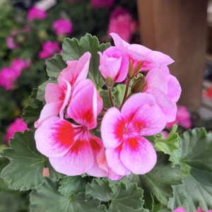 Geranium Light Pink Bicolour (Pot Size 10.5cm)