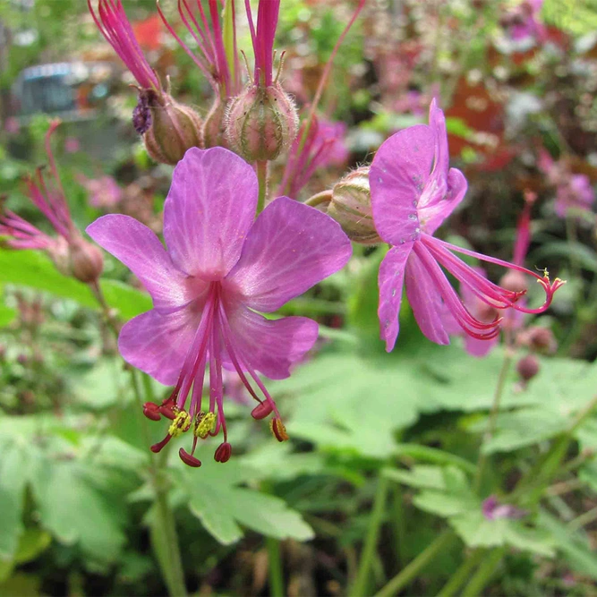 Geranium macrorrhizum 'Czakor' available at Boma Garden Centre Image by 阿橋 HQ