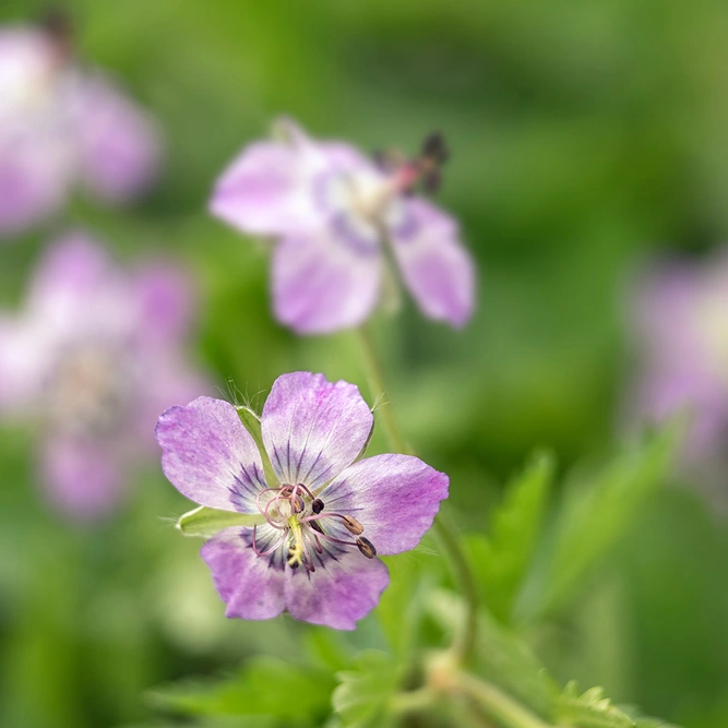 Geranium phaeum 'Lividum Majus' (Pot Size 1ltr) Dusky Cranesbill