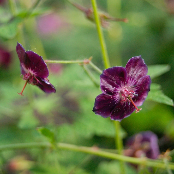 Geranium Phaeum 'Samobor' available at Boma Garden Centre Image by Teun Spaans