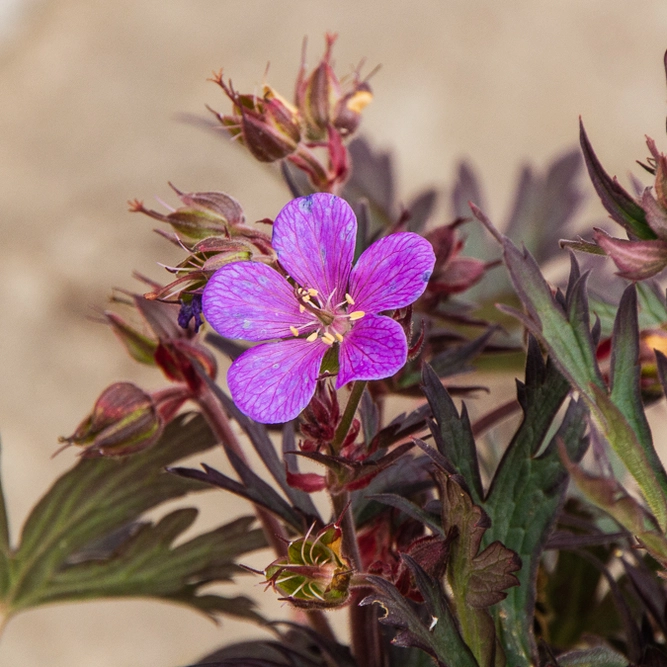 Black Beauty Cranesbill - Geranium pratense 'Black Beauty'