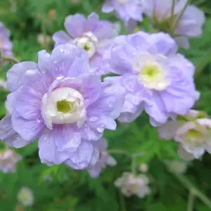 Geranium pratense 'Summer Skies' (Pot Size 2L) - image 4