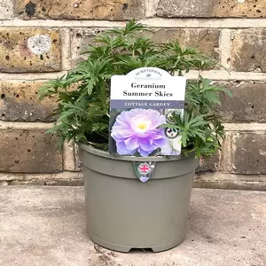 Geranium pratense 'Summer Skies' (Pot Size 2L) - image 1