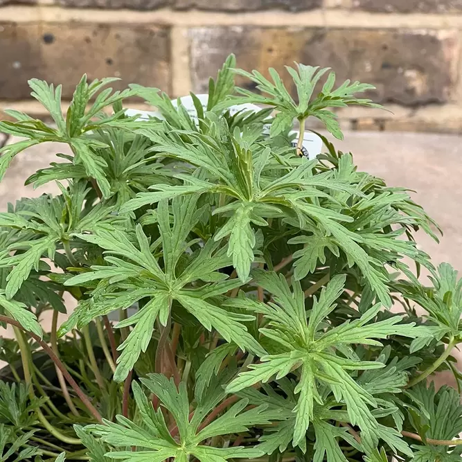 Geranium pratense 'Summer Skies' (Pot Size 2L) - image 2