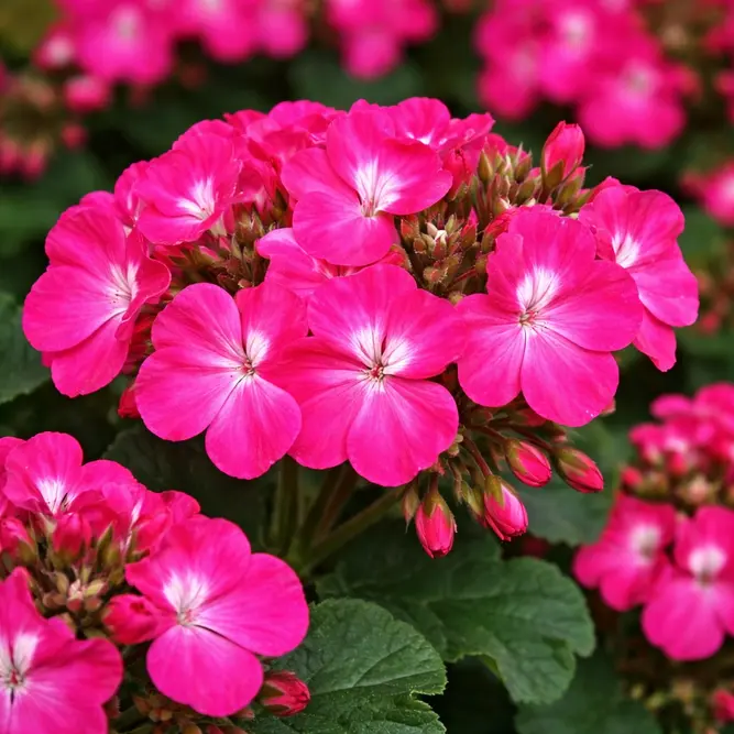 Geranium 'Pulsar Deep Rose' (Pot Size 11cm)