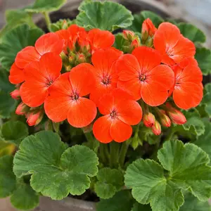 Geranium 'Pulsar Orange' (Pot Size 11cm)