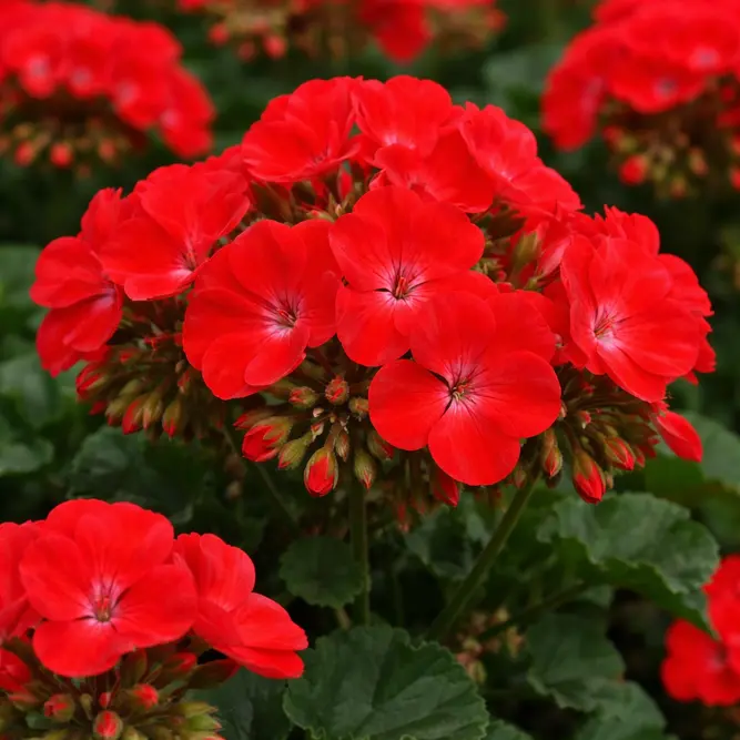 Geranium 'Pulsar Red' (Pot Size 11cm)