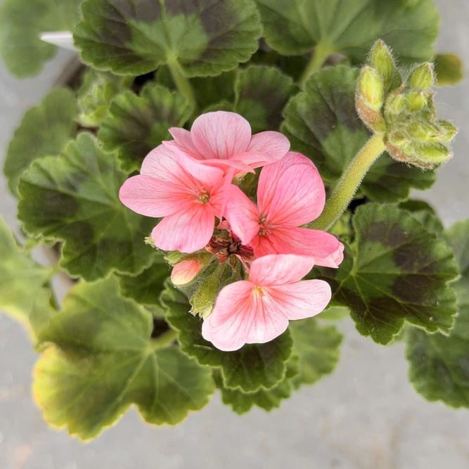Geranium 'Pulsar Salmon (Pot Size 11cm)