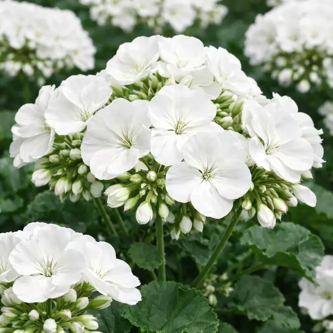 Geranium 'Pulsar White' (Pot Size 11cm)