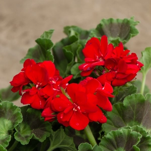 Geranium Red (Pot Size 10.5cm) - image 2