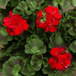 Geranium Red (Pot Size 10.5cm) - image 3