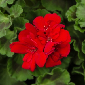Geranium Red (Pot Size 10.5cm) - image 1