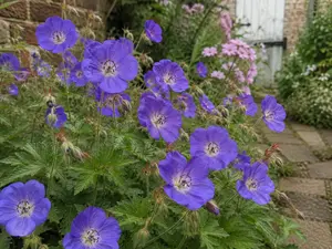Perrenial Cranesbill - Geranium Rozanne 'Gerwat'