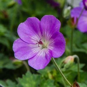 Perrenial Cranesbill - Geranium Rozanne 'Gerwat'