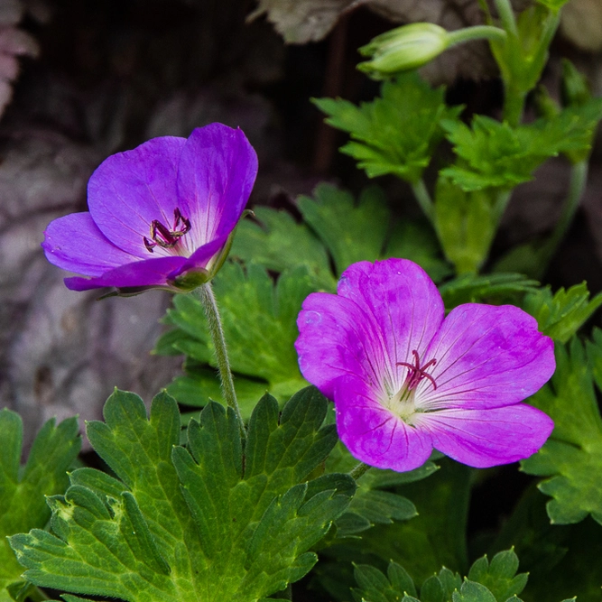 Perrenial Cranesbill - Geranium Rozanne 'Gerwat'