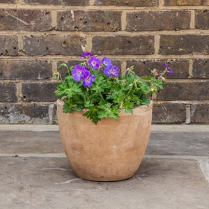 Perrenial Cranesbill - Geranium Rozanne 'Gerwat'