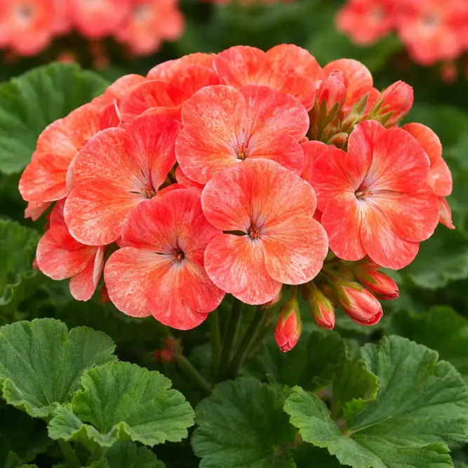 Geranium 'Salmon Splash' (Pot Size 11cm)
