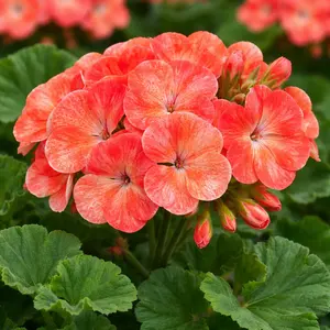 Geranium 'Salmon Splash' (Pot Size 11cm)