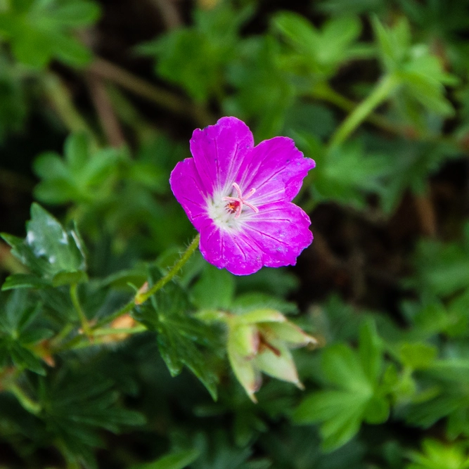 Geranium sanguineum 'Max Frei' (2L) Bloody cranesbill - image 2