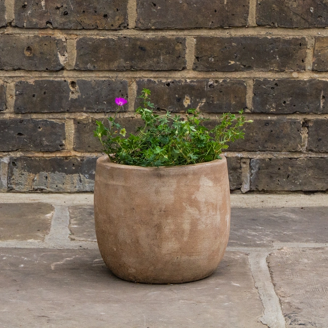 Geranium sanguineum 'Max Frei' (2L) Bloody cranesbill - image 3