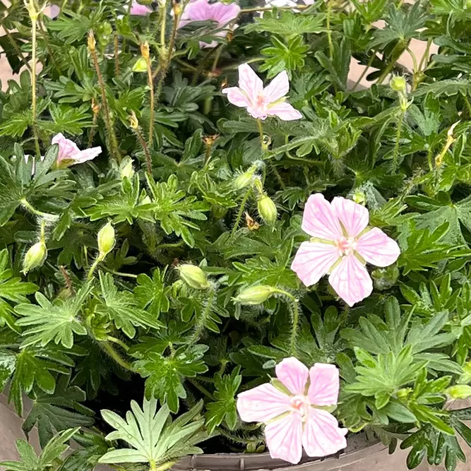 Geranium sanguineum ‘Pink Pouffe’ (Pot Size 2L) - Perennial Geranium, Cranesbill - image 1