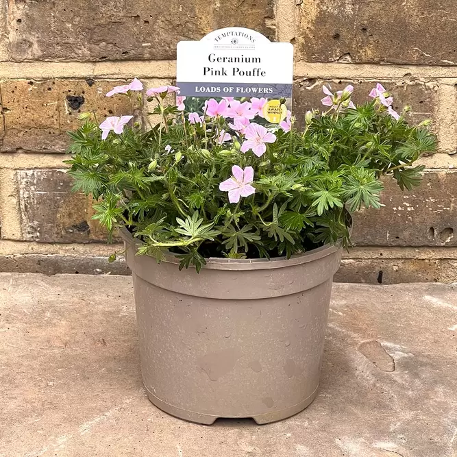 Geranium sanguineum ‘Pink Pouffe’ (Pot Size 2L) - Perennial Geranium, Cranesbill - image 2