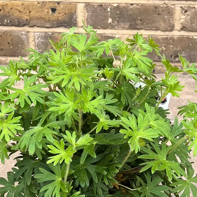 Geranium sanguineum ‘Tiny Monster’ (Pot Size 2L) - Perennial Geranium, Cranesbill - image 1