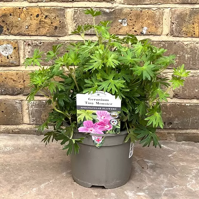 Geranium sanguineum ‘Tiny Monster’ (Pot Size 2L) - Perennial Geranium, Cranesbill - image 3