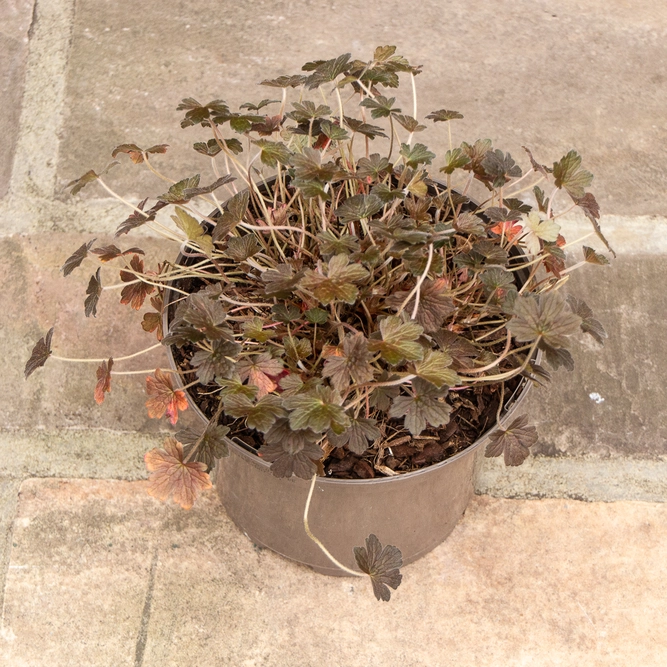 Geranium  sessiliflorum  'Sanne' (Pot Size 17cm) Perennial Geranium - image 1