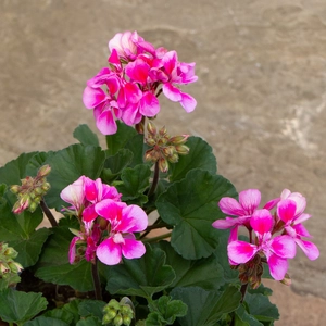 Geranium Zonal Bicolour (Pot Size 10.5cm) - image 2