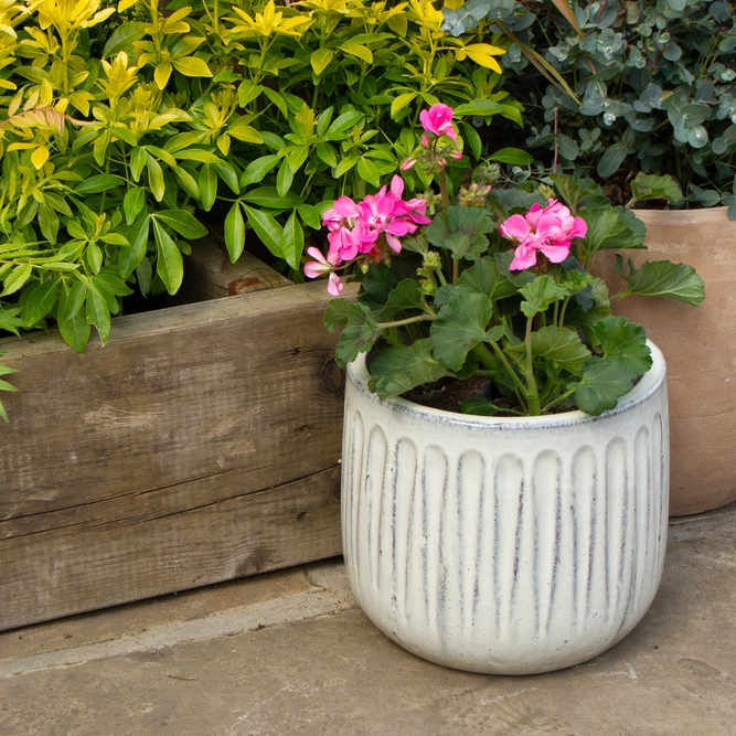 Geranium Zonal Bicolour (Pot Size 10.5cm) - image 3