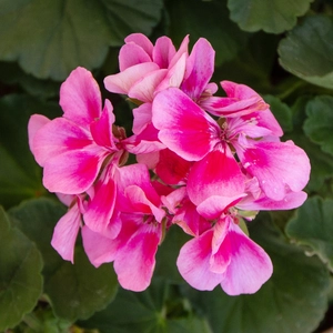 Geranium Zonal Bicolour (Pot Size 10.5cm) - image 1