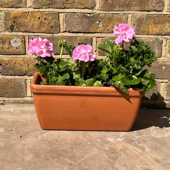 Geranium Zonal  Light Pink (Pot Size 10.5cm) - image 2