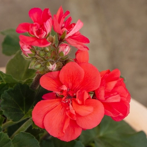 Geranium Zonal Orange (Pot Size 10.5cm) - image 1