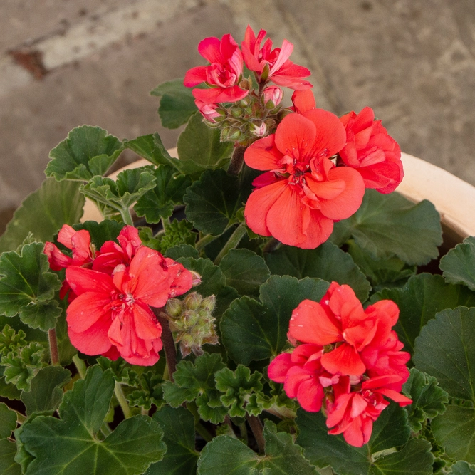 Geranium Zonal Orange (Pot Size 10.5cm) - image 3