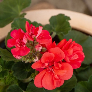 Geranium Zonal Orange (Pot Size 10.5cm) - image 2