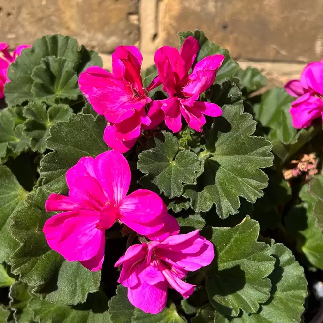 Geranium Zonal Purple (Pot Size 10.5cm) - image 1