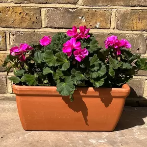 Geranium Zonal Purple (Pot Size 10.5cm) - image 2