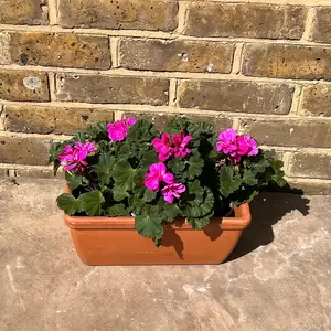 Geranium Zonal Purple (Pot Size 10.5cm) - image 3