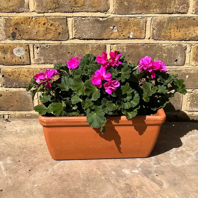 Geranium Zonal Purple (Pot Size 10.5cm) - image 4