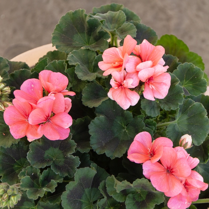 Geranium Zonal Salmon (Pot Size 10.5cm) - image 2