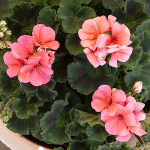 Geranium Zonal Salmon (Pot Size 10.5cm) - image 3